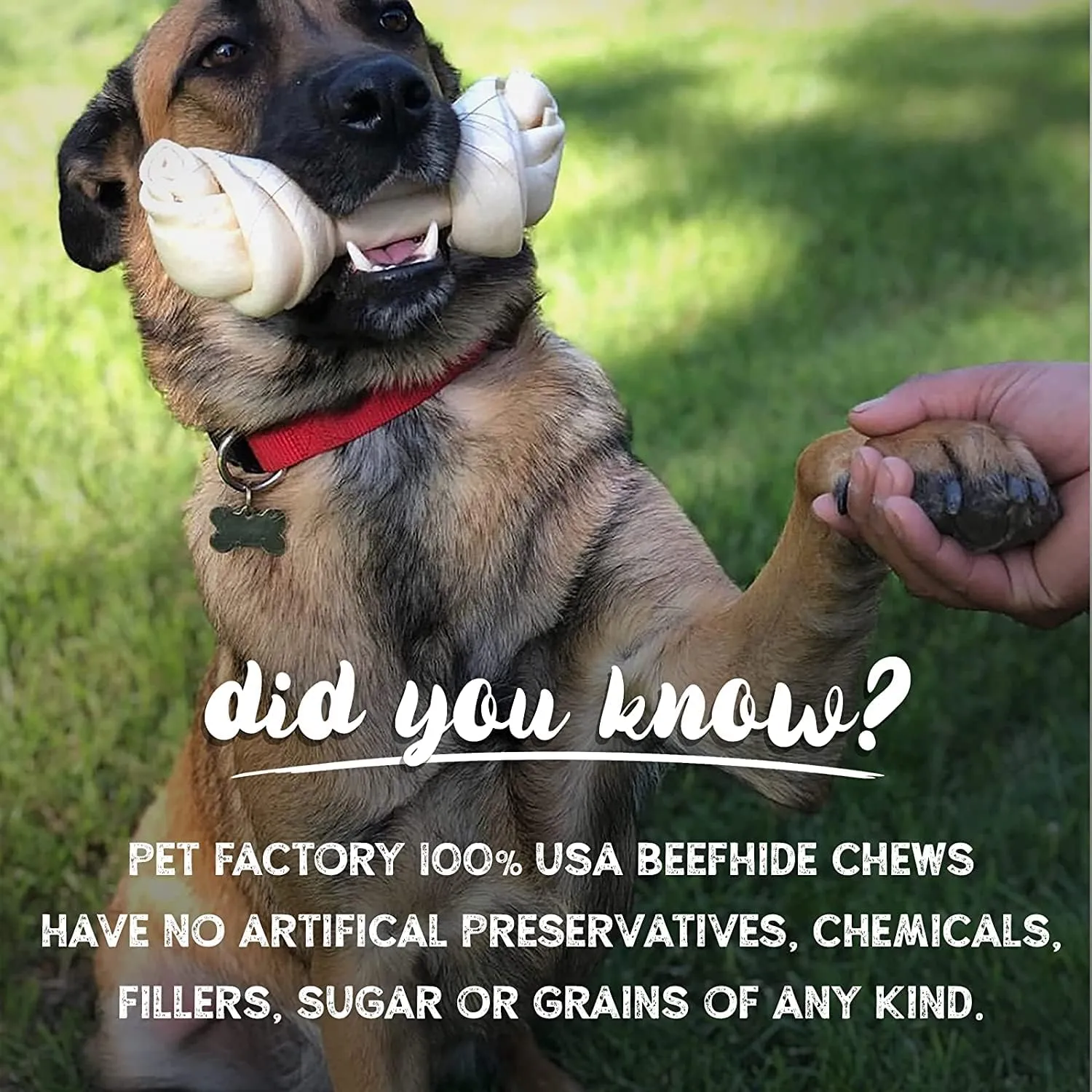 Pet Factory 100% Made in USA Beefhide 4" Knotted Bones Dog Chew Treats - Peanut Butter Flavor, 24 Count/1 Pack